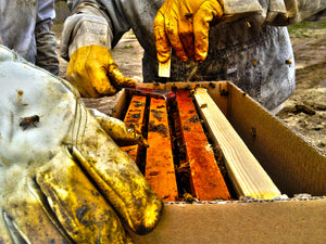 Spring season in Central Indiana. Two beekeepers place frames into a nuc. Hardwood Honey now offers nuc boxes, dubbed Eco Nuc.