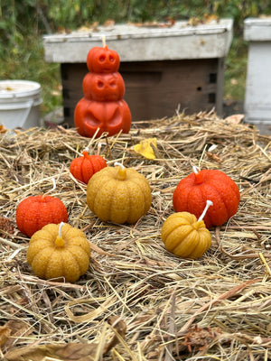 When it's the Fall season, it's time to harvest the pumpkin for Halloween and Thanksgiving.