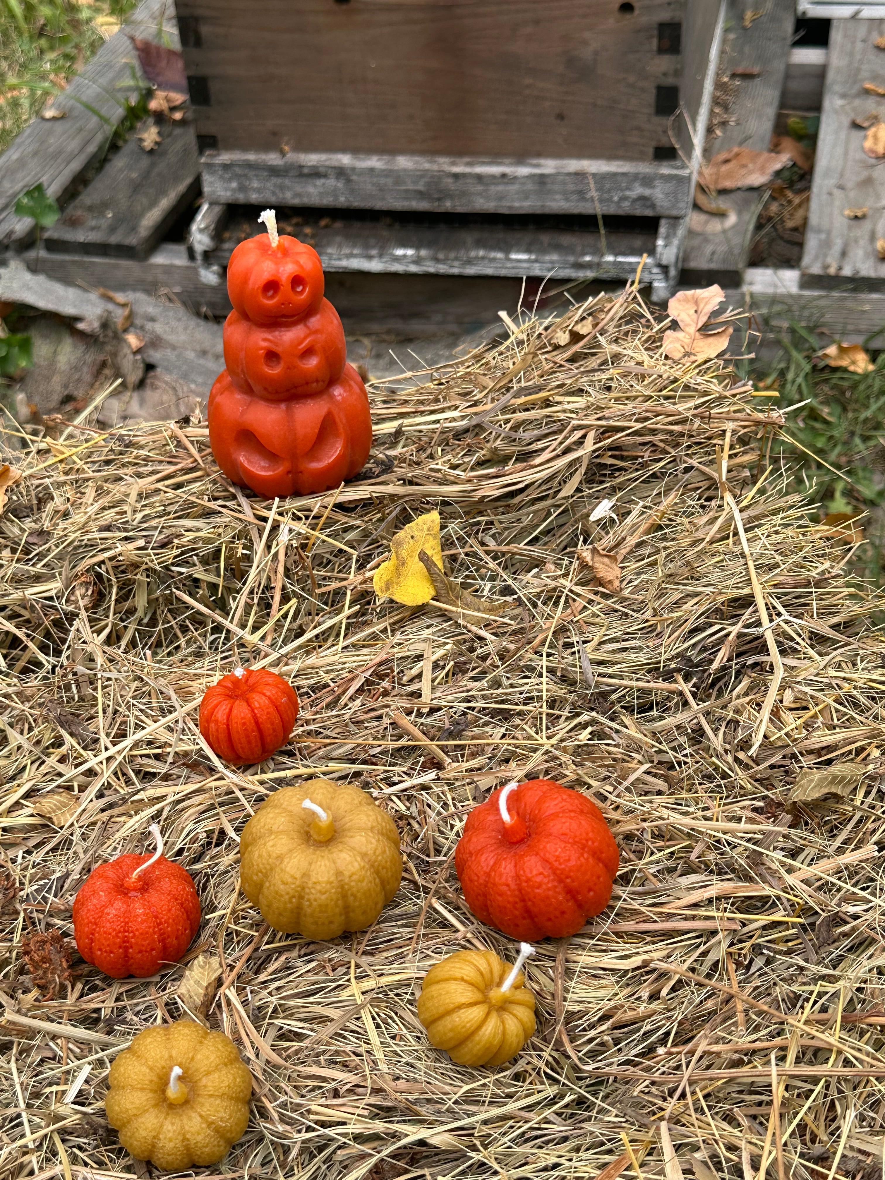 The pumpkins are ripe for harvest. The Fall series comes in a variety of colors.