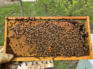 Frame of honey bee brood in Central Indiana