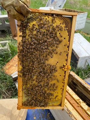 A honey bee hive frame of brood