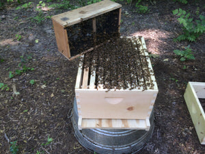Honey bees being transferred. Honey bees will congregate towards the queen.