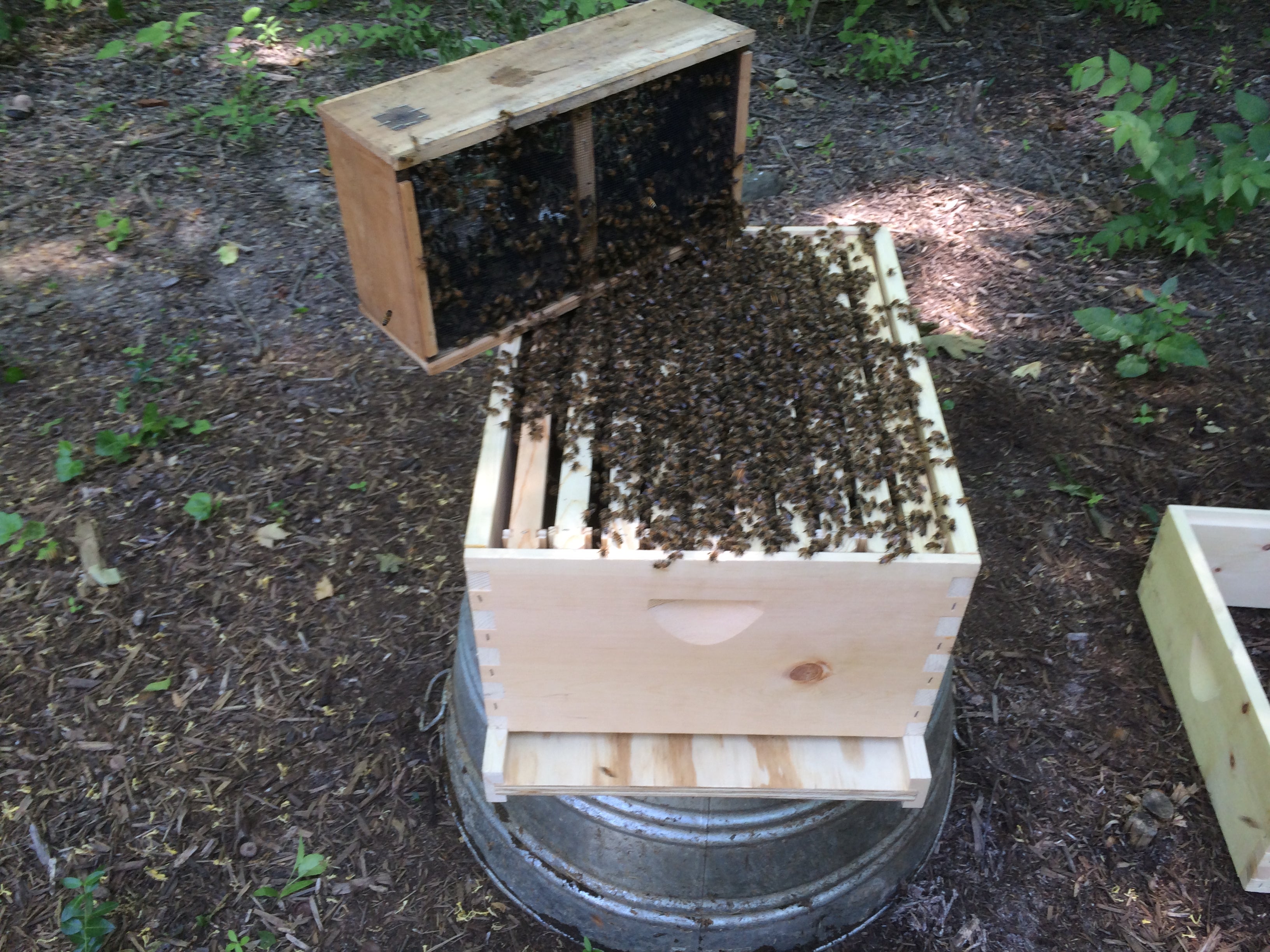 Honey bees being transferred. Honey bees will congregate towards the queen.