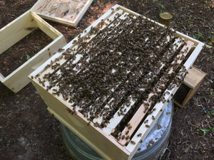 An overview look of a healthy hive box from around Indianapolis, Indiana.