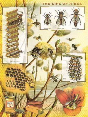 Bees & Honey