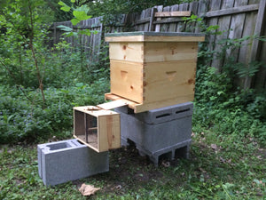 A package of honey bees being transferred to a new hive.