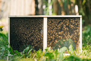 Every Spring since 2021, Hardwood Honey has offered three pound honey bee packages. The packages are pickup only, no delivery. Each year the pickup dates are shown. Able to email Ross at ross@hardwoodhoney.com