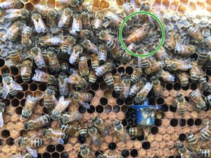 No need to scavenge for the Queen.