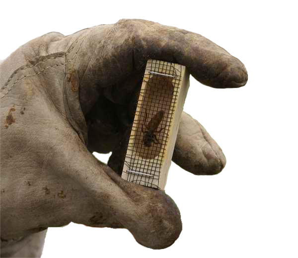 Beekeeper has the Queen in the palm of their hand. Queen honey bees are sold in the Spring for pickup only.