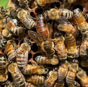 The Queen bee is distinct from all the other honey bees.