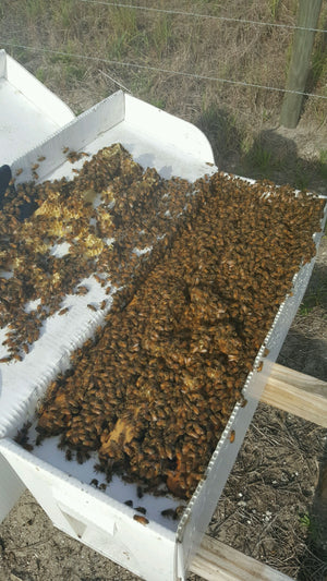 An over-wintered nuc from Hardwood Honey. Five frames of honey and brood with the honey bee queen included. Check out Eco Nucs