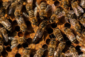 The Queen Honey Bee casts her shadow across the frame.