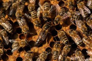 Indiana Queen Bees. Pickup Only