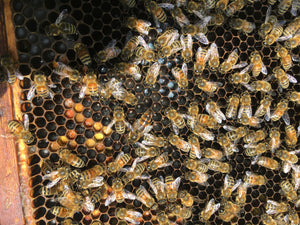 Can you mark the Queen? Hardwood Honey sells Queen honey bees in the Spring.