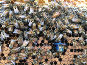 It's like Where's Waldo, but with orange, yellow, and black. Queen bees are the heart and soul of a beehive.