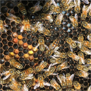 A zoomed in photo of the Queen honey bee. Able to see the brood and the shades of pollen.