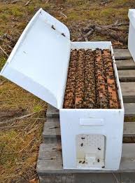 Pictured is a five frame nuc . The nuc is of over-wintered honey bees. Only for pick up in the Indianapolis area.