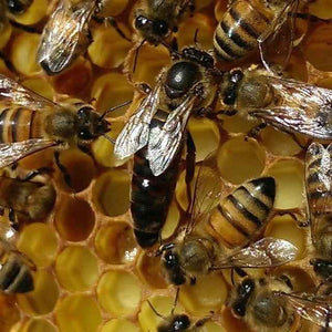 Indiana Queen Bees. Pickup Only
