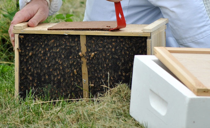 A package of honey bees being transported in Central Indiana 
