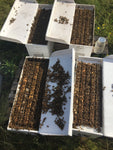 Nuc - Indiana Honey Bees 5 Frame Nucleus Colony