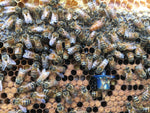 Indiana Queen Bees