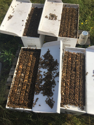 Five frames that includes the honey bee queen. Frames of brood and honey. Eco Nucs is a portable container for honey bees offered by Hardwood Honey.
