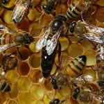 Indiana Queen Bees